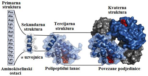 11 Razlikujemo ĉetiri stupnja strukture proteina: primarnu, sekundarnu, tercijarnu