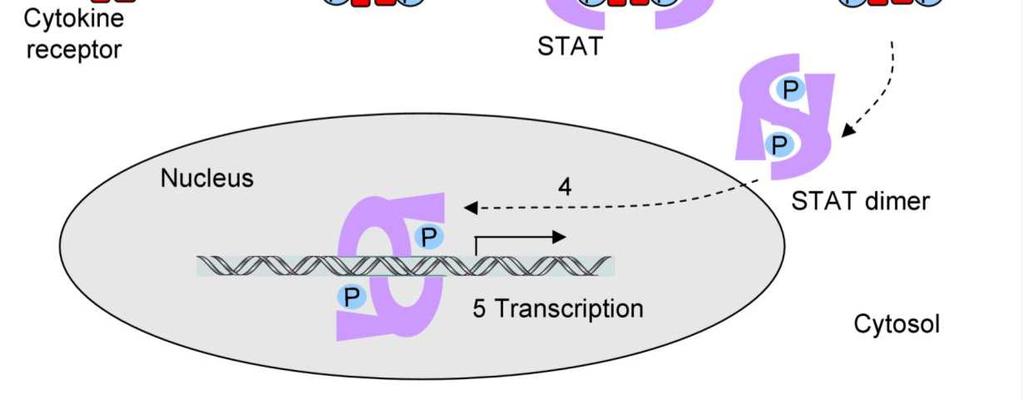 Na citoplazmatske domene receptora za citokine tipa I i II vezani su nekovalentno inaktivni enzimi JAK.