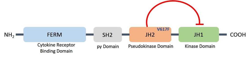Uvod 1.3. Janus kinaza JAK2 JAK su citoplazmatske proteinske molekule koje pripadaju obitelji unutarstaničnih nereceptorskih tirozin kinaza.