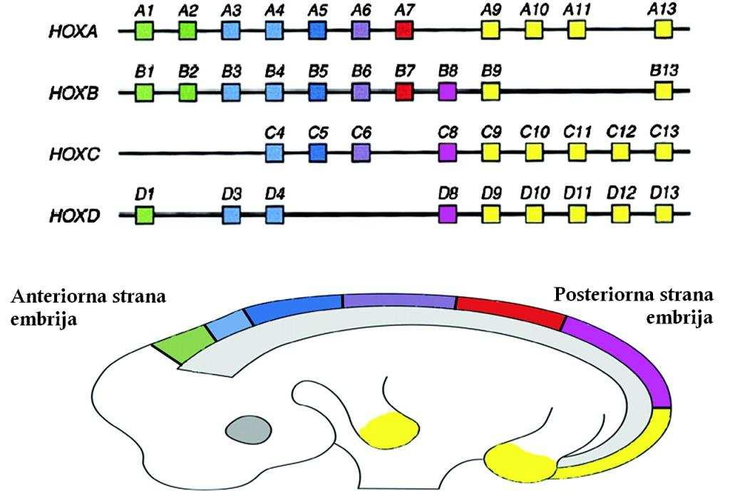 Osim izrazito visokog stupnja evolucijske konzerviranosti, za HOX gene je karakteristična pojava vremenske i mjesne kolinearnosti (Slika 2).