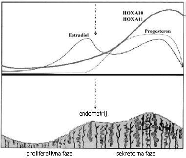 Slika 3. Dijagramski prikaz razina estradiola i progesterona tijekom menstrualnog ciklusa u korelaciji s lokalnim izražavanjem HOXA10 i HOXA11 u endometriju maternice.