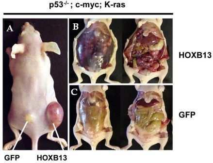 Kako bi se otkrilo na koji način HOXB13 utječe na tumorsku progresiju in vivo, u laboratoriju Dr.