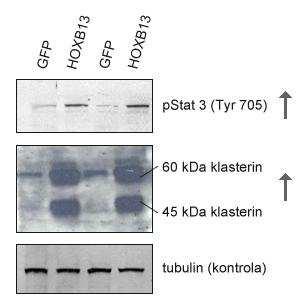 3. REZULTATI 3.1 