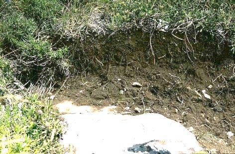 Kalkmelansl (Crnice na krečnjacima i dlmitima Kalkmelansli spadaju u terastična tla, u klasu humusnakumulativa tala.