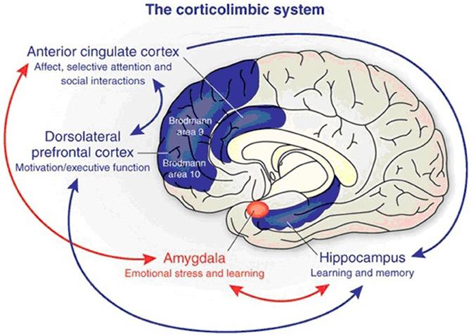 Traumatsko sjećanje Istovremeno aktivaciji amigdale koja potiče lanac procesa koji u pravilu izazivaju smrzavanje, u PFC vrši se daljnja procjena te donosi izvršna odluka tipa akcije koja će se