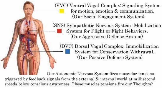 Polyvagalna teorija Nervus vagus (lat.) ili pneumogastrični živac je 10.