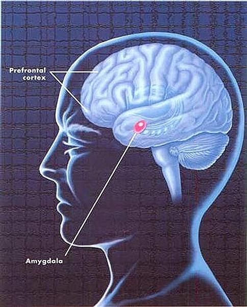 Traumatsko sjećanje Brza grana (dorzalna) dovodi još detaljno neobrađenu vidnu informaciju u talamus, dio mozga zadužen za integraciju različitih osjetnih podražaja koji ima značajnu ulogu u