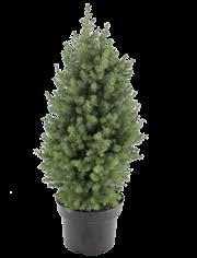 149,90 119, 90 /kom THUJA SMARAGD SPIRAL 80/100, 91000915