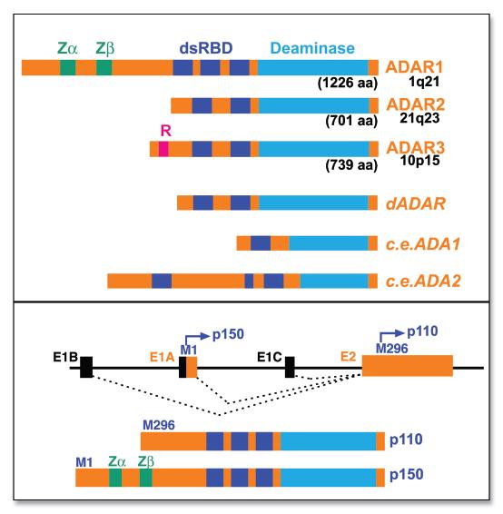 okreće (eng. base flipping) i smešta u aktivni centar enzima. Protein ADAR na N-kraju sadrži dva Z-DNK-vezivna domena, označena kao Zα and Zβ, od kojih samo Zα ima vezivni kapacitet.