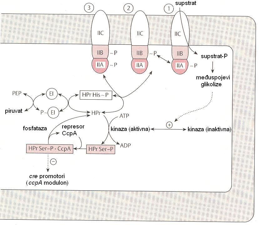 PTS i katabolička represija izvorom ugljika defosforilacija cre (eng.