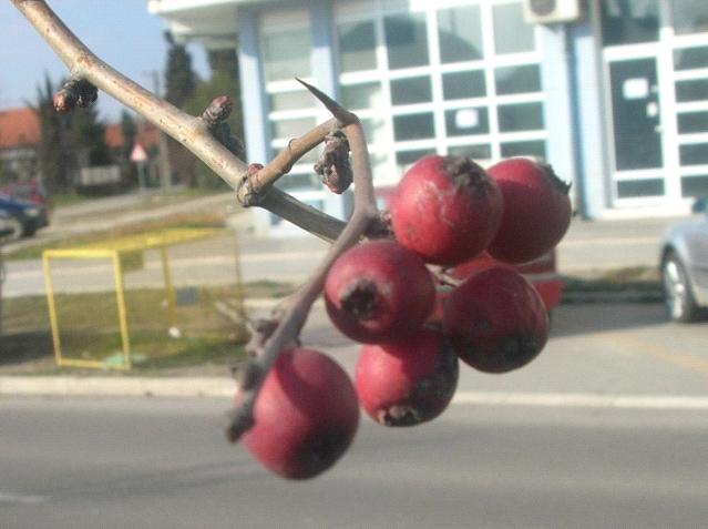 Једносемени глог (Crateagus monogyna Jacq. Pauls Scarlet ) је интересантан због цвета и плода. Значајна је његова функција јер се налази на упечатљивом месту, на средини разделног острва.