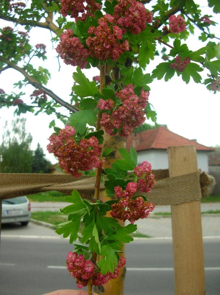 Слика бр. 21: Фаза прецветавања глога (Crateagus monogyna Jacq. Pauls Scarlet ) 5.05.2013. Аутор слика 17,18,19,20,21: Тина Мрђа 3.4.