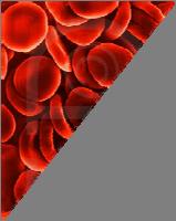 Leukocitarna formula Granulociti Limfociti Monociti Plazma stanica Odnos pojedinih vrsta leukocita u perifernoj krvi.