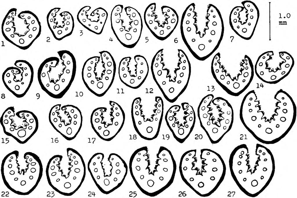 Leaf cross sections of the