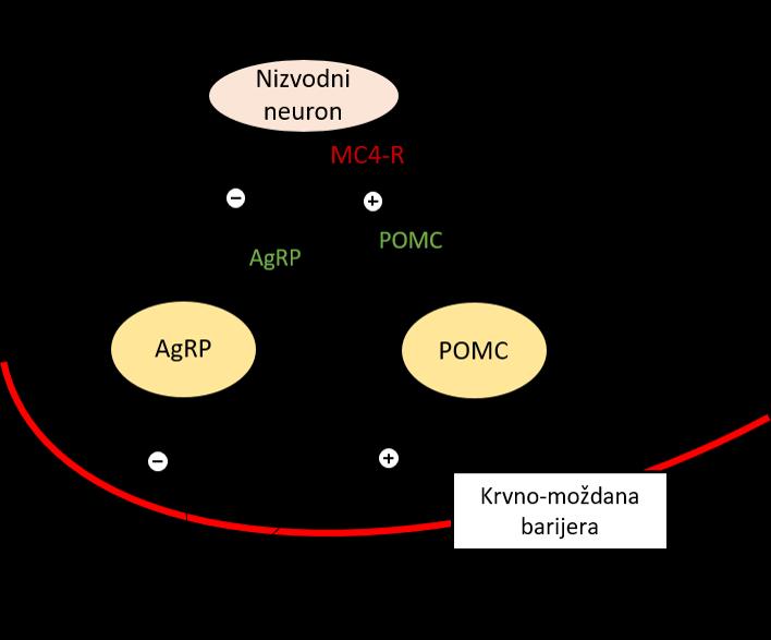 1. Uvod prijenosu neurotransmitera u hipotalamičkim POMC neuronima (29), što upućuje na to da reorganizacija sinapsi i remodeliranje može doprinijeti patogenezi pretilosti i drugim poremećajima