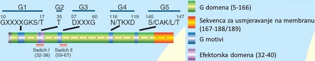 1.1.1. Struktura proteina Ras Proteini Ras sadrže evolucijski očuvane motive G odgovorne za vezanje GDP-a i GTP-a te efektornih molekula.