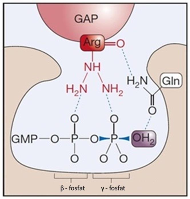 Slika 4. Shematski prikaz aktivnog mjesta proteina Ras u kompleksu s RasGAP. Prikazani su aminokiselinski ostaci iz proteina Ras (Gln) i RasGAP (Arg) izravno uključeni u hidrolizu GTP-a.