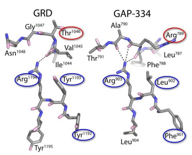 Slika 5. Usporedba interakcija posredovanih argininom iz motiva YYR i FLR prisutnih u domeni GRD proteina IQGAP1 odnosno domeni GAP-334 proteina p120 RasGAP.