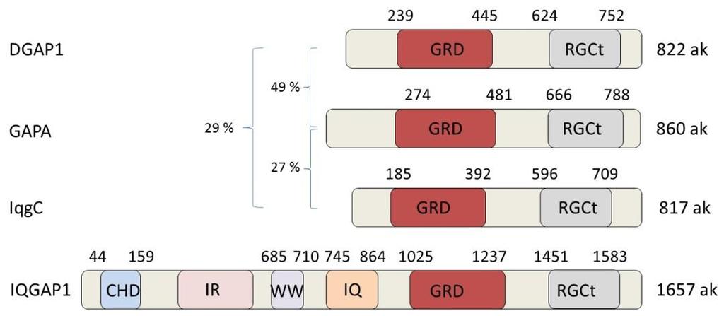 Slika 8. Prikaz tri proteina iz amebe D. discoideum i humanog proteina IQGAP1. Od domena prisutnih u humanim proteinima IQGAP, D. discoideum srodnici sadrže samo domene GRD i RGCt te su mnogo kraći.
