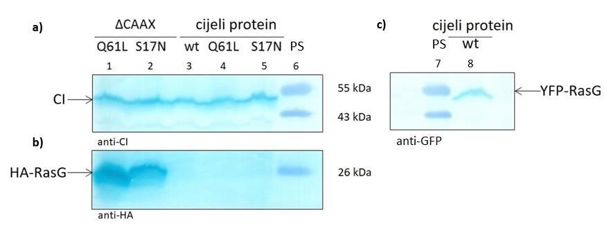 Slika 16. Ekspresija različitih varijanti proteina RasG u D. discoideum AX2 stanicama transfeciranim s vektorima za ekspresiju HA-RasG i YFP-RasG analizirana metodom Western blot.