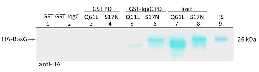 Slika 17. Analiza interakcije proteina IqgC i varijanti RasG metodom pull-down i zatim metodom Western blot s monoklonskim anti-ha antitijelom. Lizati stanica D.