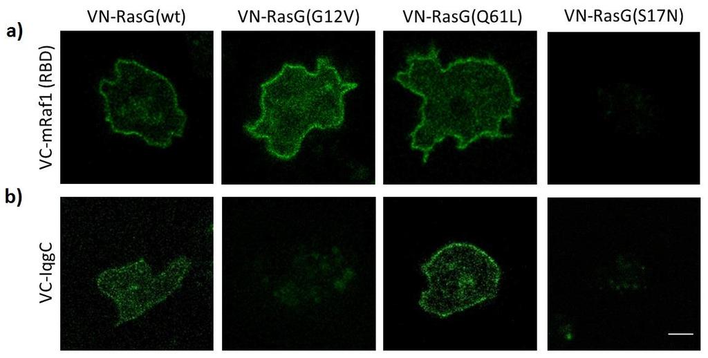 Slika 19. Interakcije proteina IqgC i varijanti proteina Ras testirane metodom bimolekularne komplementacije fluorescencije i analizirane konfokalnom mikroskopijom.