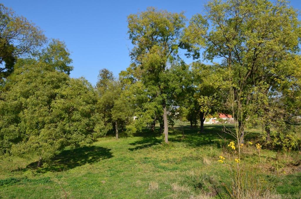 Slika 1. Zelenilo Niške tvrđave Od brojnih formi biljaka, drveće je najkorisnije i nezamenljivo u urbanim zelenim prostorima (Ocokoljić et al., 2010).