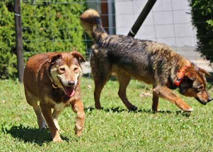 Pet friendly Naši smještajni kapaciteti prilagođeni su kako djeci, tako i četveronožnim članovima obitelji.