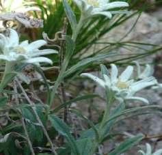 Мониторинг рунолиста (Leontopodium alpinum)