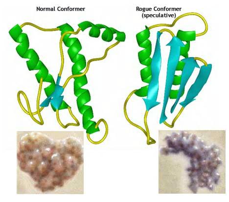 Nasleđivanje kodirano proteinima Prioni: isti protein više različitih konformacija (indukcija promene konformacije) genetički identične ćelije, različiti fenotipovi Saccharomyces cerevisiae 9
