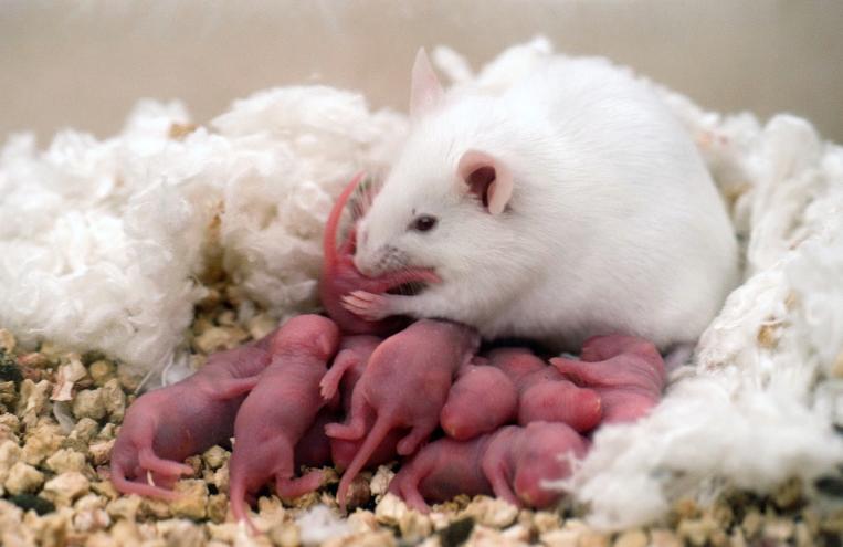 rojalaktin, fenil butirat) sazrevanje ovarijuma i modifikacija ponašanja brižne majke pacova endokrini odgovor potomstva povećana metilacija gena za glukokortikoidni receptor u hipokampusu