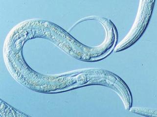 Soma germ nasleđivanje (životinje) Caenorhabditis elegans: ishrana bakterijama (sa DNK nizom za dsrnk gen ceh-13) sirnk iz somatskih ćelija ka gametima zdepasti fenotip (40