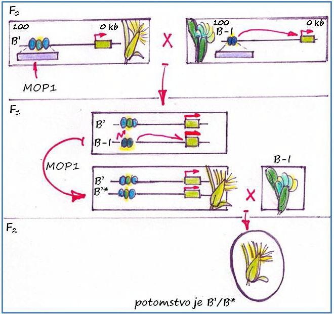 Paramutacije epigenetički transfer informacije sa jednog alela na drugi pri čemu se uspostavlja