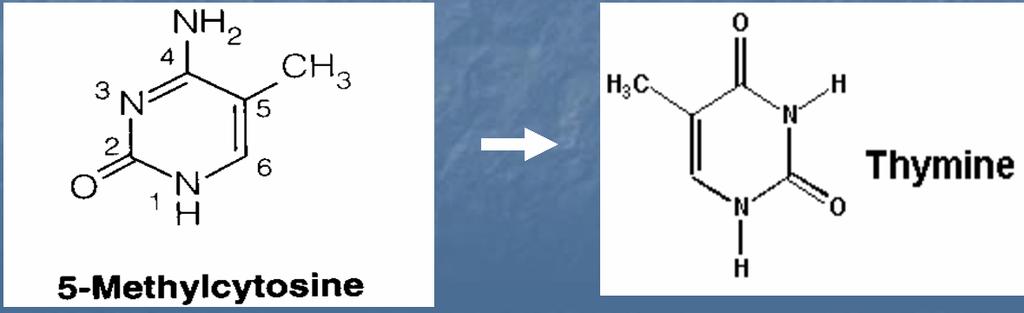 5-metilcitozina G=T replikacija A=T gubljenje C (mesta za metilaciju) fiksacija fenotipa promena