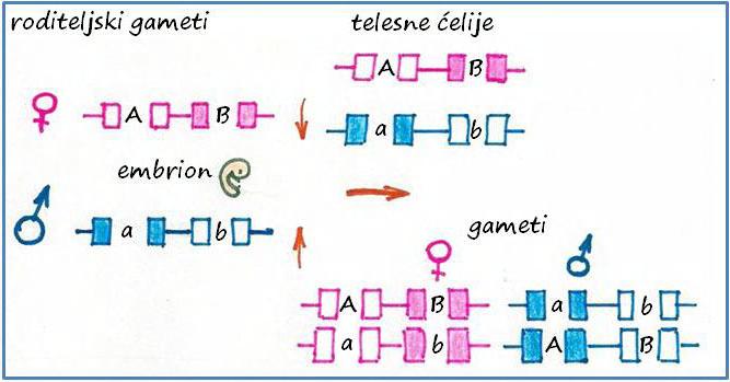 Genomsko utiskivanje Stabilno transgeneracijsko prenošenje epigenetičkog sistema kroz germinativne ćelije u obliku utisnutih (imprinted) gena ispoljavanje alela zavisi od identiteta roditelja koji je