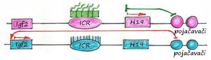 Genomsko utiskivanje - primer Igf2 (insulin-like growth factor) -vezivanje CTCF (BORIS) proteina za ICR u ženskoj gametogenezi sprečavanje metilacije -metilacija u spermatogenezi ekspresija očevog