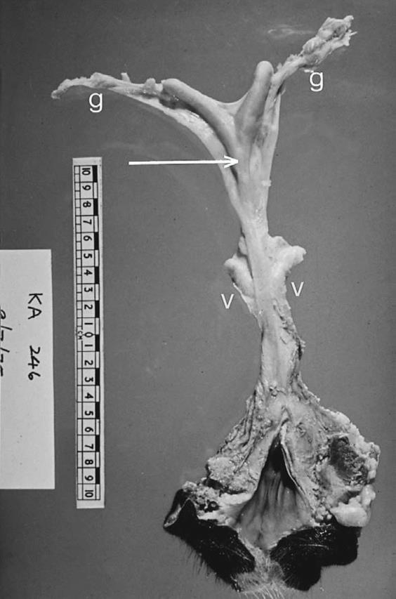 Slika 3. Reproduktivni trakt u freemartin junice (NOAKES i sur., 2009.). 3.1.5. Bolest bijelih junica (engl. white heifer disease) Ovaj oblik neplodnosti otkriven je 1946. godine.