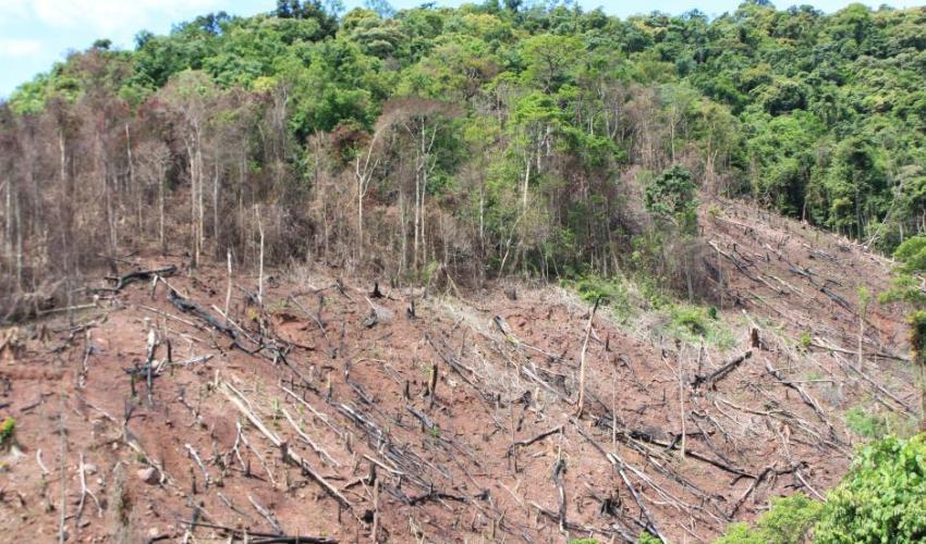 Утицај шуме на отицање воде То је један од најважнијих утицаја шуме на околину Шуме у знатној мјери смањују површинско отицање Разлог томе није само