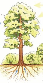Шума не само да повољно утиче на структуру површинског отицања, него и знатно смањује количину однешеног материјала, па је