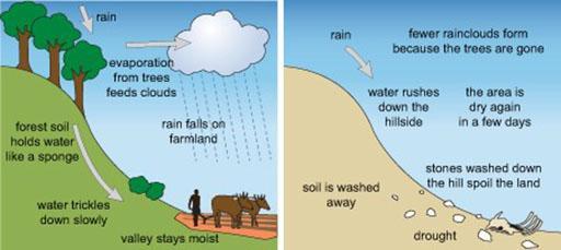Утицај вегетације на плувијалне ерозионе процесе Плувијална ерозија која се назива и ерозија бомбардовања земљишта кишним капима, најраширенији је тип