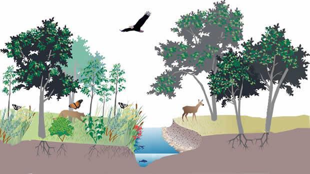 Утицај шуме на климу околине Дрвна маса садржи до 25% воде а траве и до 80%, због чега је њихова специфична топлота већа од тла што за