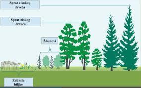 Шумско тло је знатно влажније од голог тла али због заштитног дјеловања покривача знатно мање испарава Такође, температуре шумског тла су