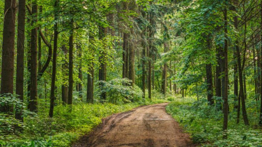 Шума као филтер-систем приземног ваздуха Загађеност ваздуха у градовима је све већа док је у шуми ваздух чист Најефикаснији природни чистач