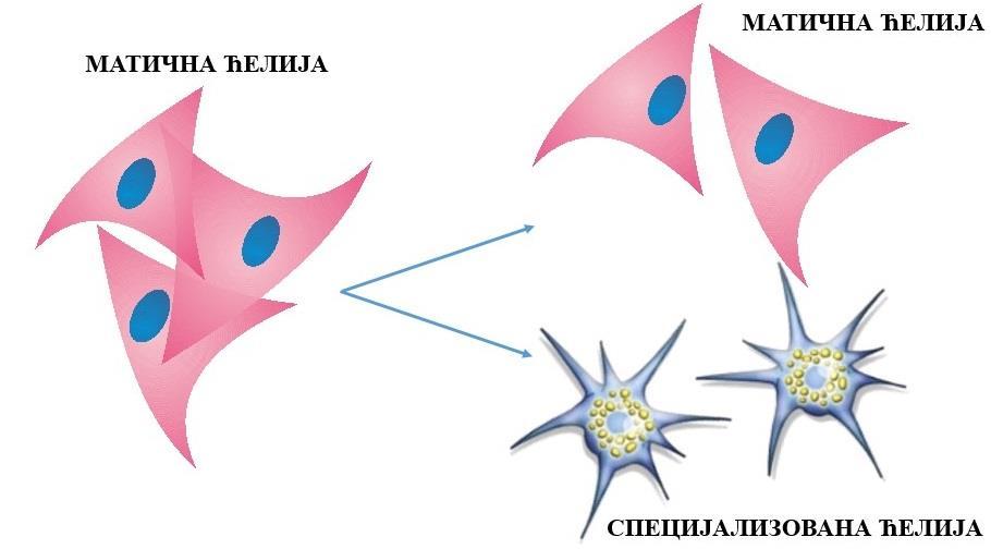 и диференцијације даје сукцесивно прогениторне, прекурсорске и потом зреле ћелије организма; таква деоба назива се асиметрична деоба (Слика 7) (1, 116-119). Табела 4.