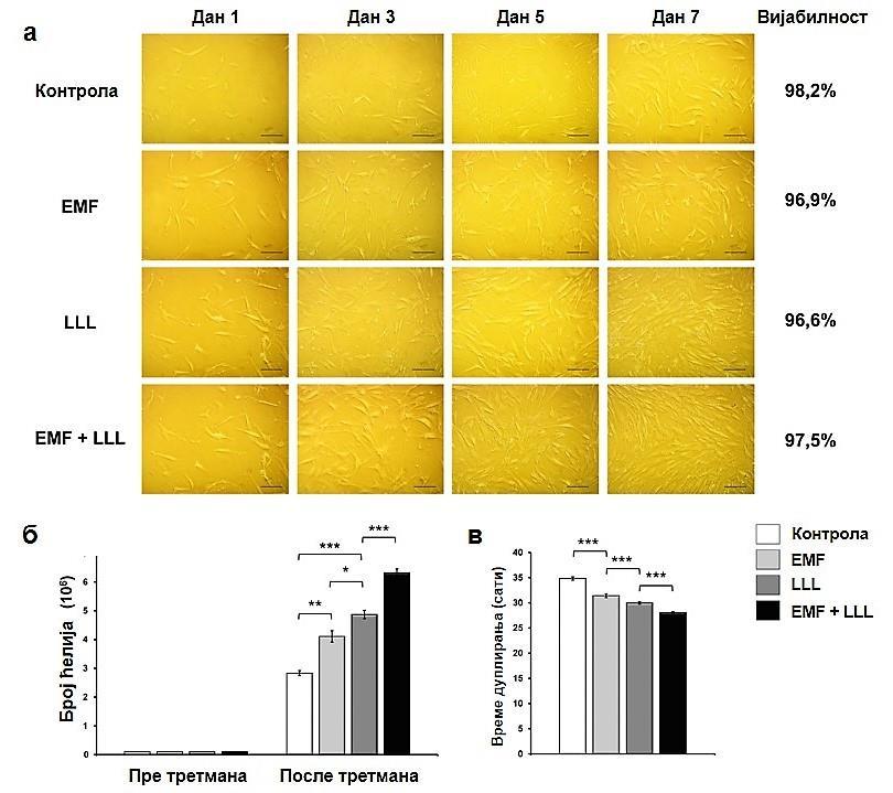 Слика 21. LLL и/или EMF значајно повећавају број и скраћују време дуплирања hat- MSCs након третмана, без утицаја на вијабилност.
