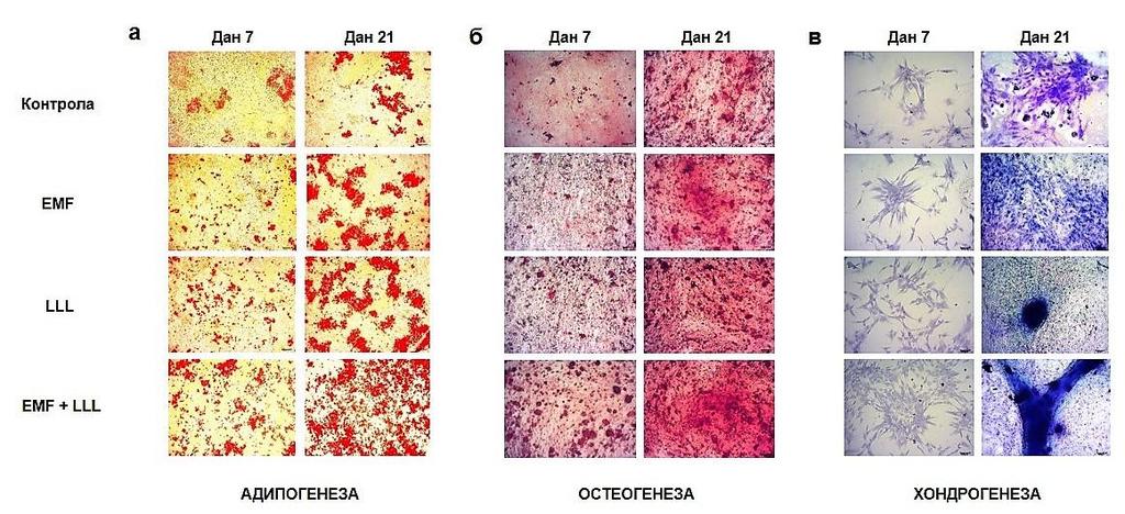 Слика 22. Репрезентативне слике трилинеарне диференцијације LLL-ом и EMF-ом третираних hat-mscs након 7. и 21. дана.