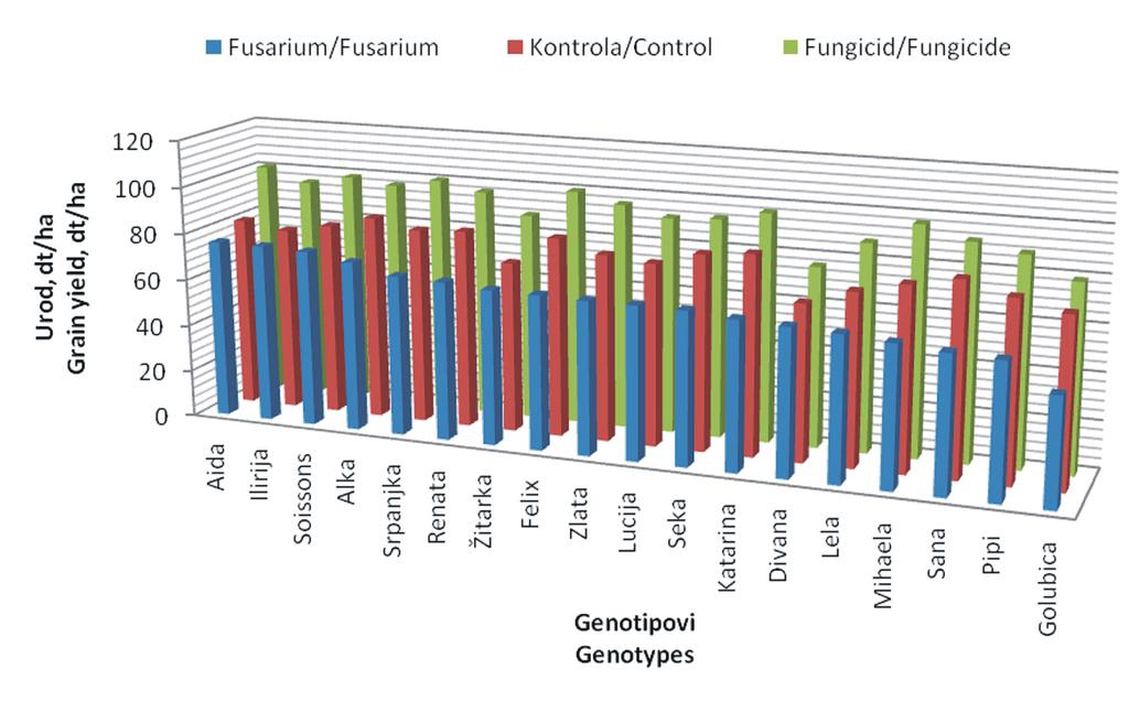 genotip Golubica (-36,39 %). Genotipovi u tretmanu u kojeme je korištena zaštita fungicidom imali su više urode zrna, u odnosu na tretman koji je prepušten prirodnim uvjetima u prosjeku za 15,05 %.