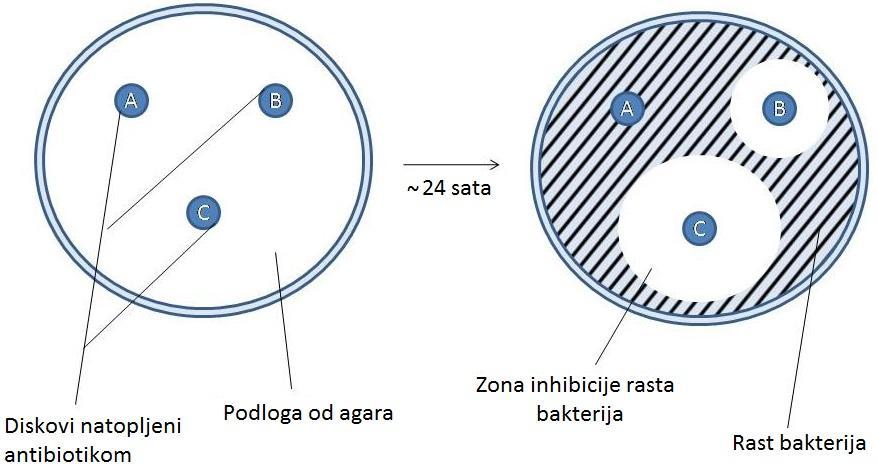 3.4. Metode određivanja antimikrobnog djelovanja propolisa Osjetljivost bakterija na antibiotike može se testirati difuzijskim i dilucijskim metodama te njihovom kombinacijom (E-test).