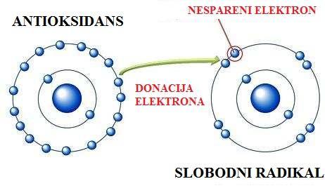 5.3.2. Mehanizam antioksidacijskog djelovanja Antioksidansi su tvari koje štite stanice od oksidacijskog djelovanja slobodnih radikala.