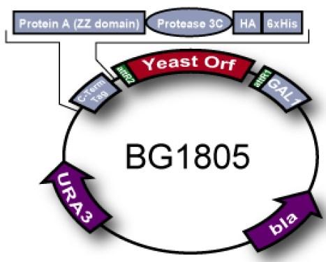 3.1.3. Plazmidi pbg1805 U eksperimentalmom dijelu je za uvođenje mutacije u gen SCW4 PCR metodom korišten plazmid pbg1805.